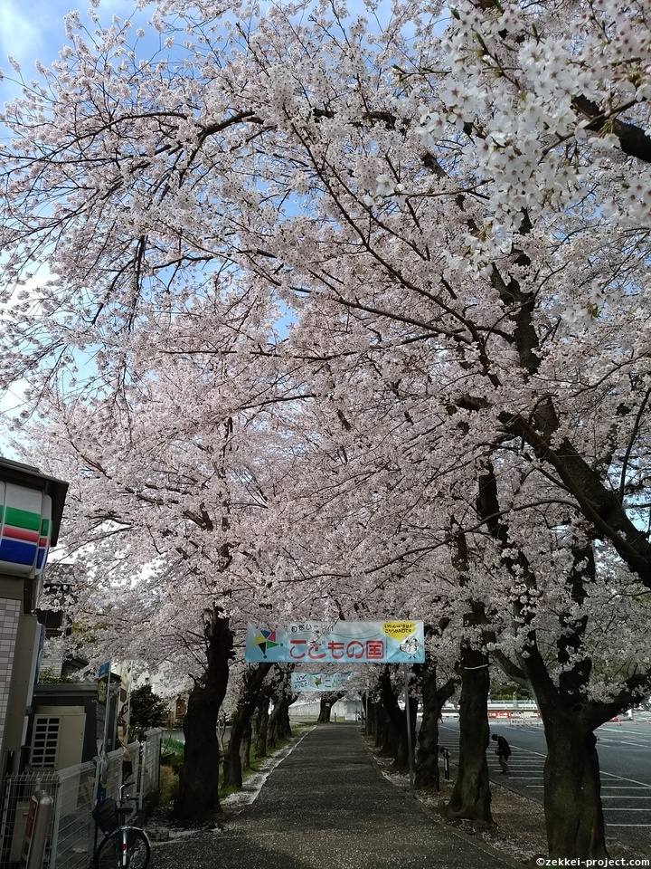 こどもの国駅前の桜並木 死ぬまでに行きたい 世界の絶景