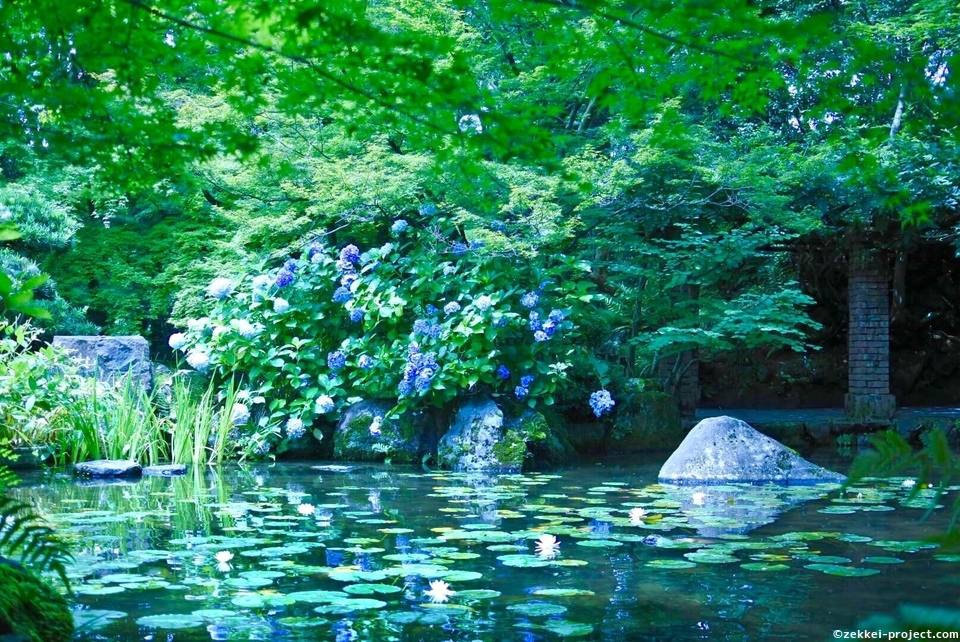 大山崎山荘美術館の睡蓮 死ぬまでに行きたい 世界の絶景