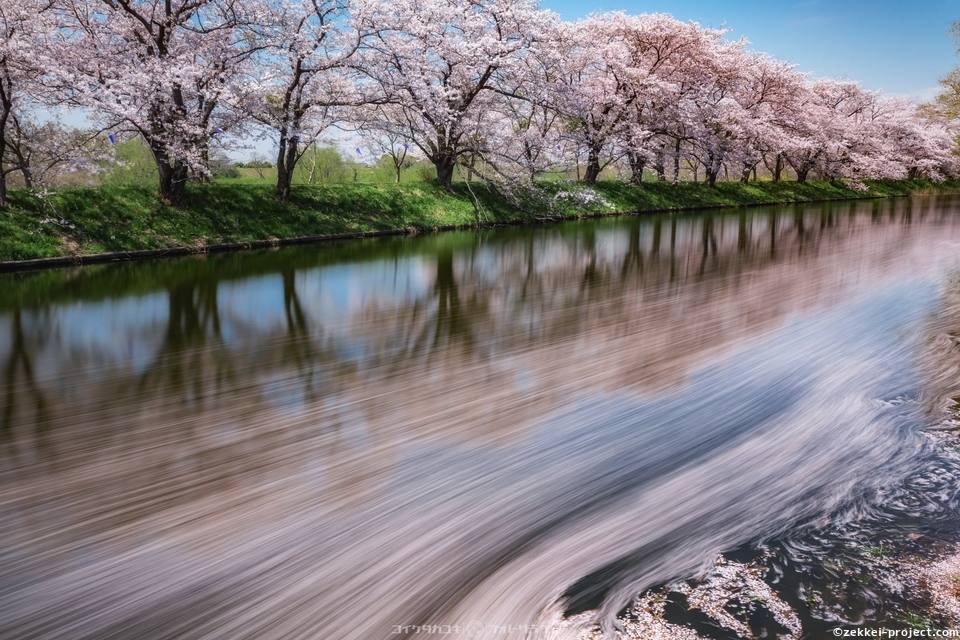 福岡堰の桜並木 死ぬまでに行きたい 世界の絶景