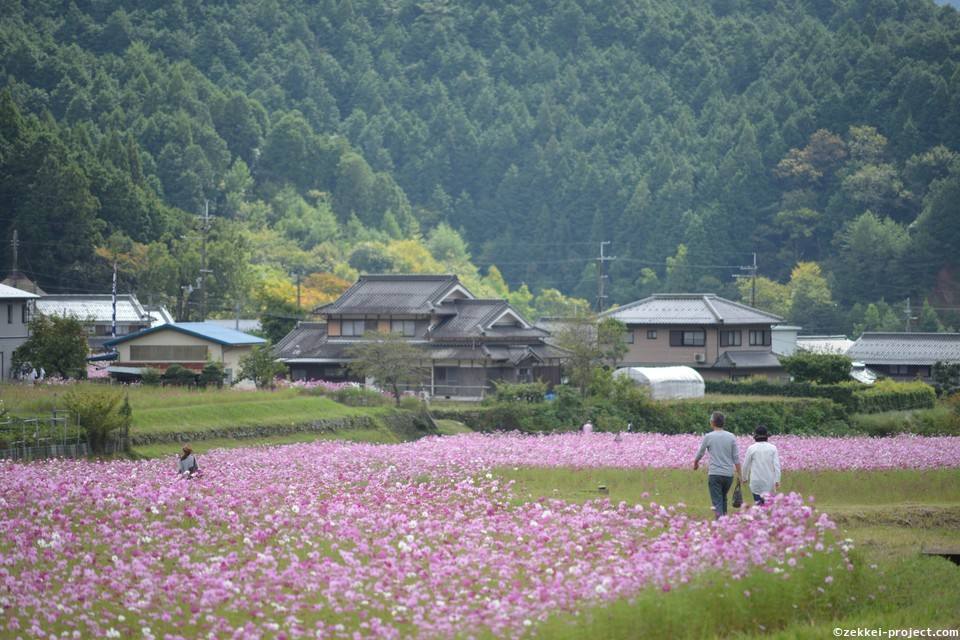 清住コスモス畑 の絶景情報と写真 死ぬまでに行きたい 世界の絶景