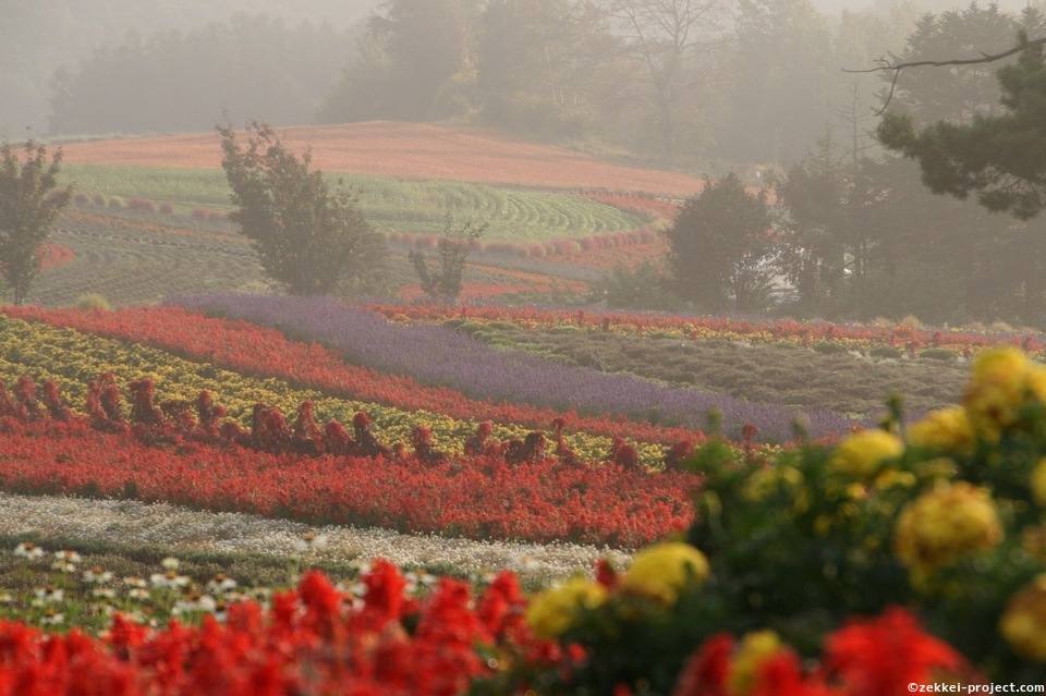 朝靄のお花畑 死ぬまでに行きたい 世界の絶景