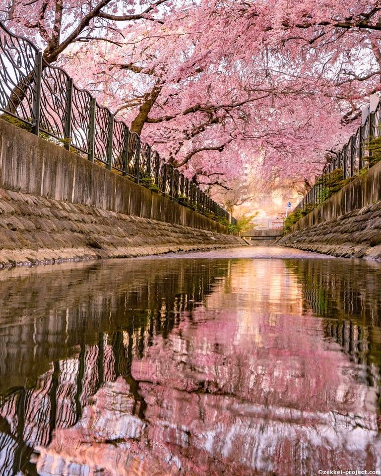 二ヶ領用水の枝垂れ桜のリフレクション 死ぬまでに行きたい 世界の絶景