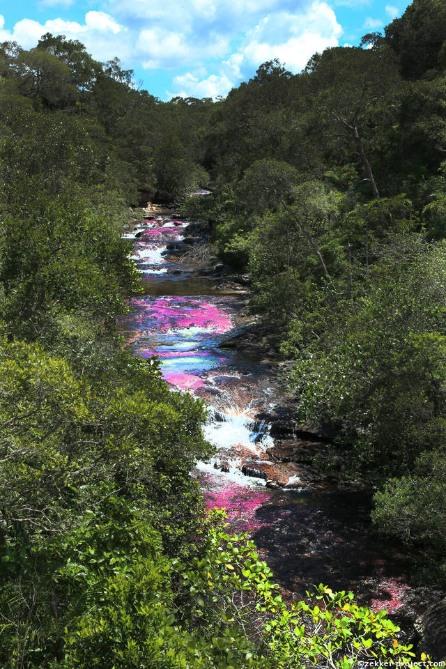 Cano Cristales キャノクリスタレス 死ぬまでに行きたい 世界の絶景