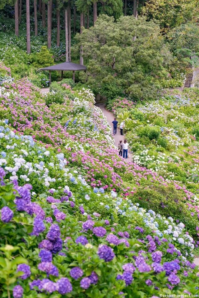 カラフルな紫陽花が満開 服部農園あじさい屋敷 死ぬまでに行きたい 世界の絶景