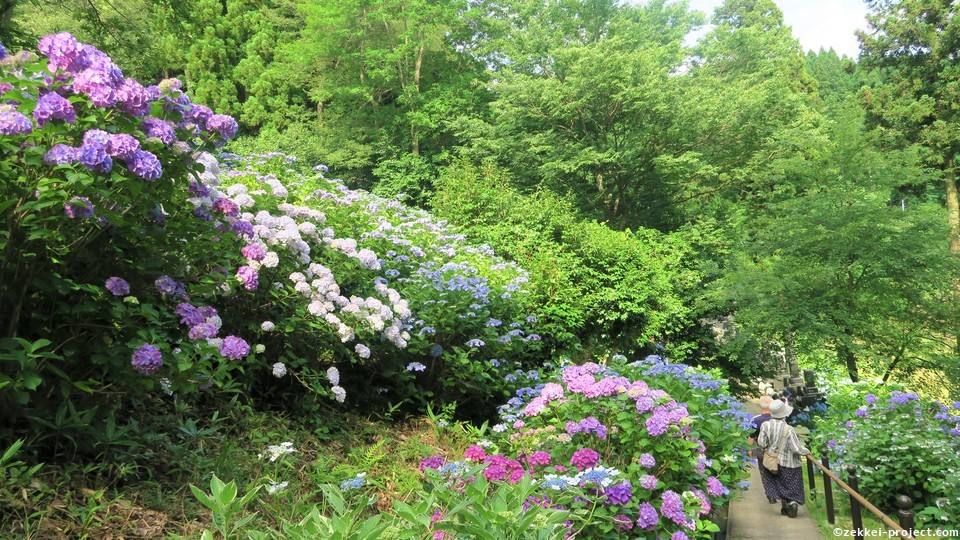 今が見頃の秋田の新名所 乗福寺のアジサイ 秋田市 添川 死ぬまでに行きたい 世界の絶景