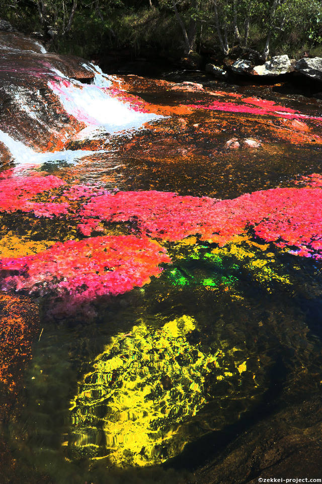 Cano Cristales キャノクリスタレス 死ぬまでに行きたい 世界の絶景