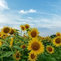 蓮田ひまわり畑 の絶景情報と写真 死ぬまでに行きたい 世界の絶景