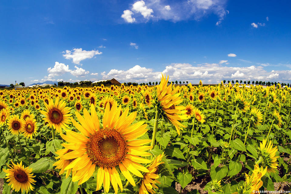 大垣ひまわり畑 の絶景情報と写真 死ぬまでに行きたい 世界の絶景