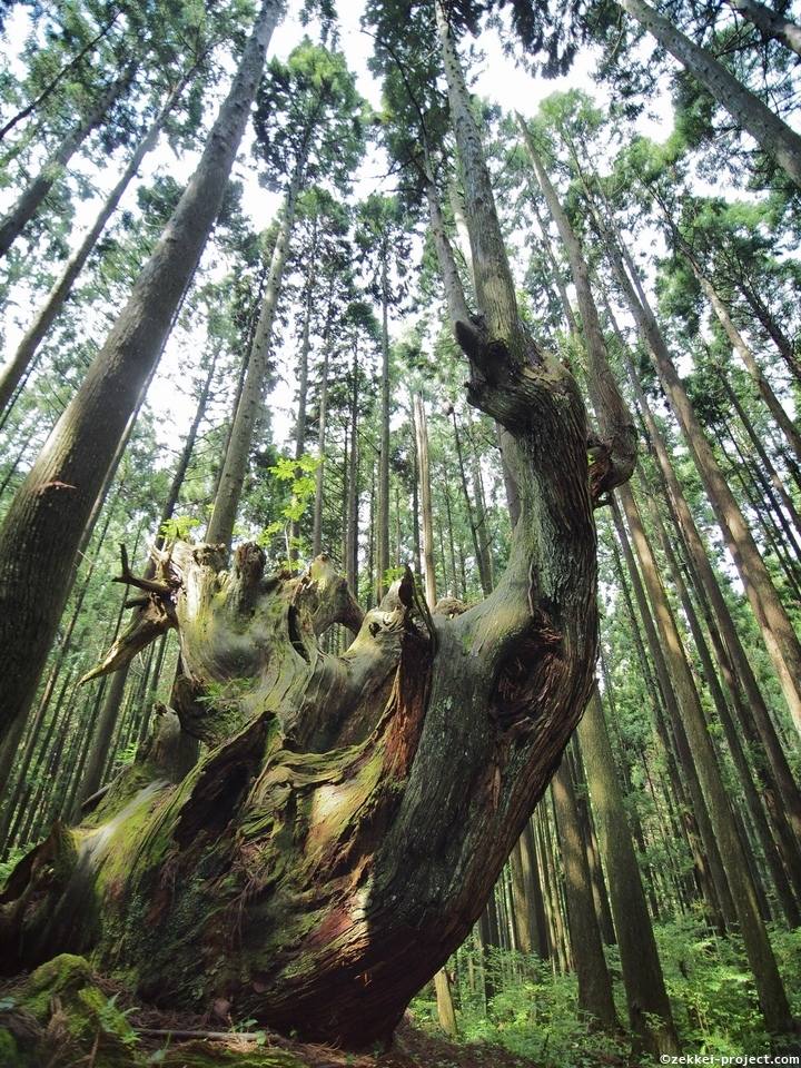 21世紀の森公園 岐阜県 死ぬまでに行きたい 世界の絶景