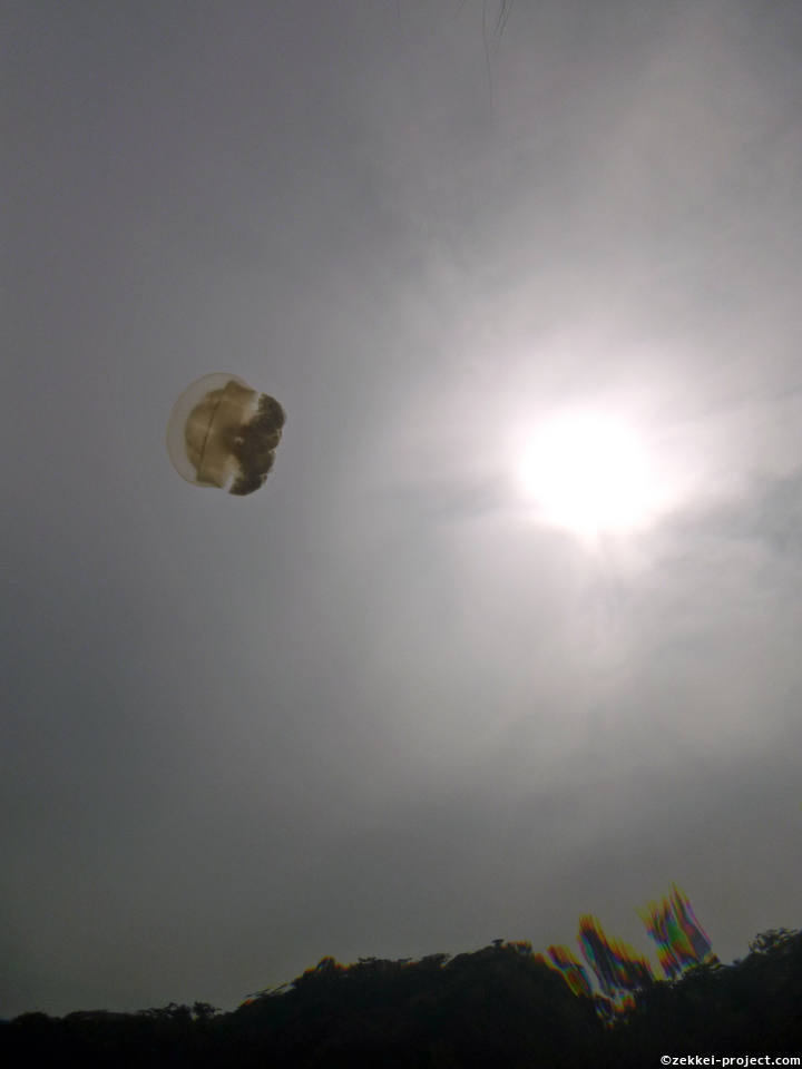 空飛ぶ クラゲ パラオ 死ぬまでに行きたい 世界の絶景