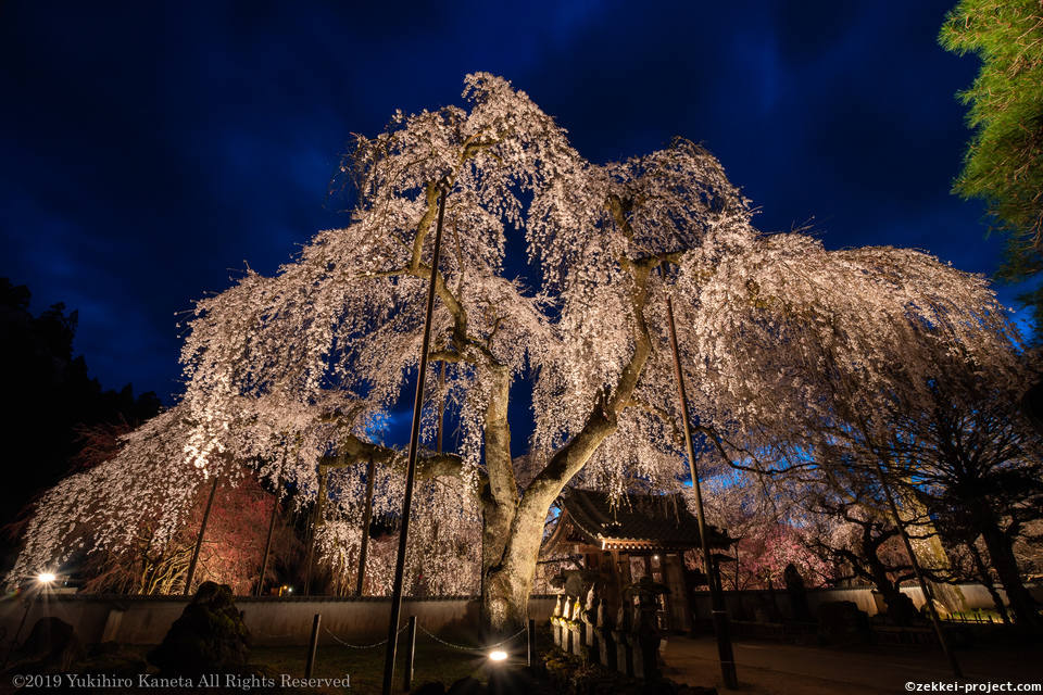 清 雲寺 の しだれ 桜 開花 状況