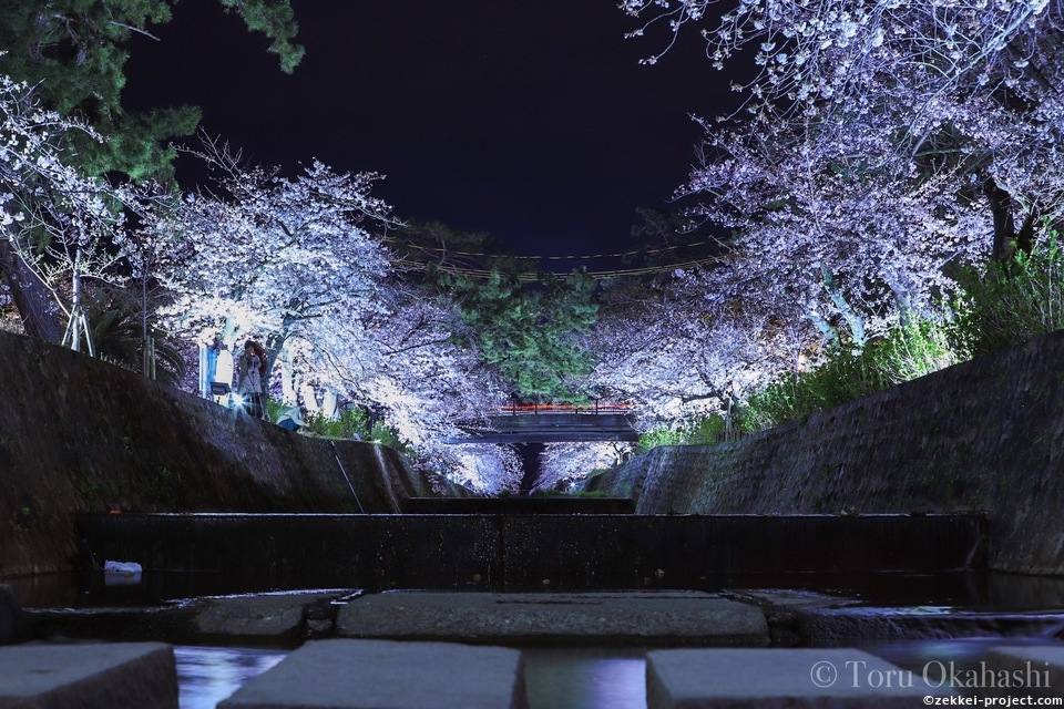 夙川公園 夜桜 西宮市 タグの絶景写真 死ぬまでに行きたい 世界の絶景