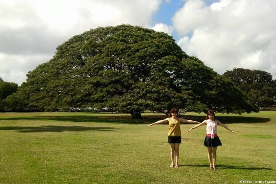 この木なんの木気になる木 死ぬまでに行きたい 世界の絶景