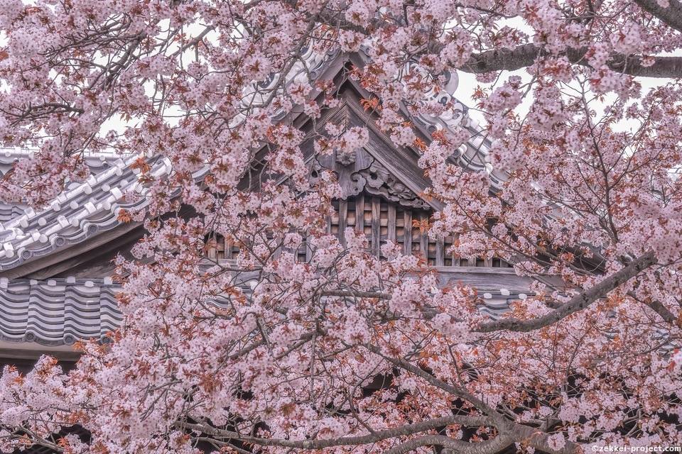 左近の桜 タグの絶景写真 死ぬまでに行きたい 世界の絶景