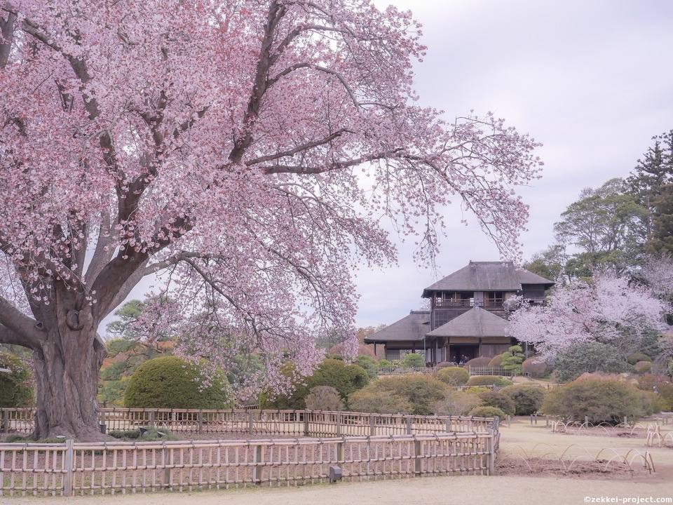 好文亭と左近の桜 死ぬまでに行きたい 世界の絶景