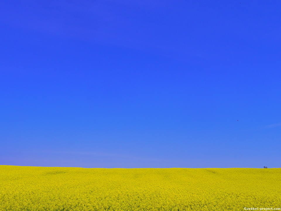 黄と青のみの世界 横浜町の菜の花畑 青森県 死ぬまでに行きたい 世界の絶景