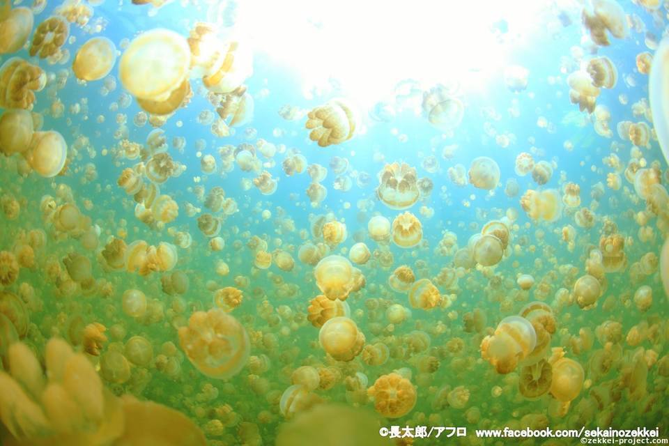 パラオのクラゲ絶景写真 死ぬまでに行きたい 世界の絶景