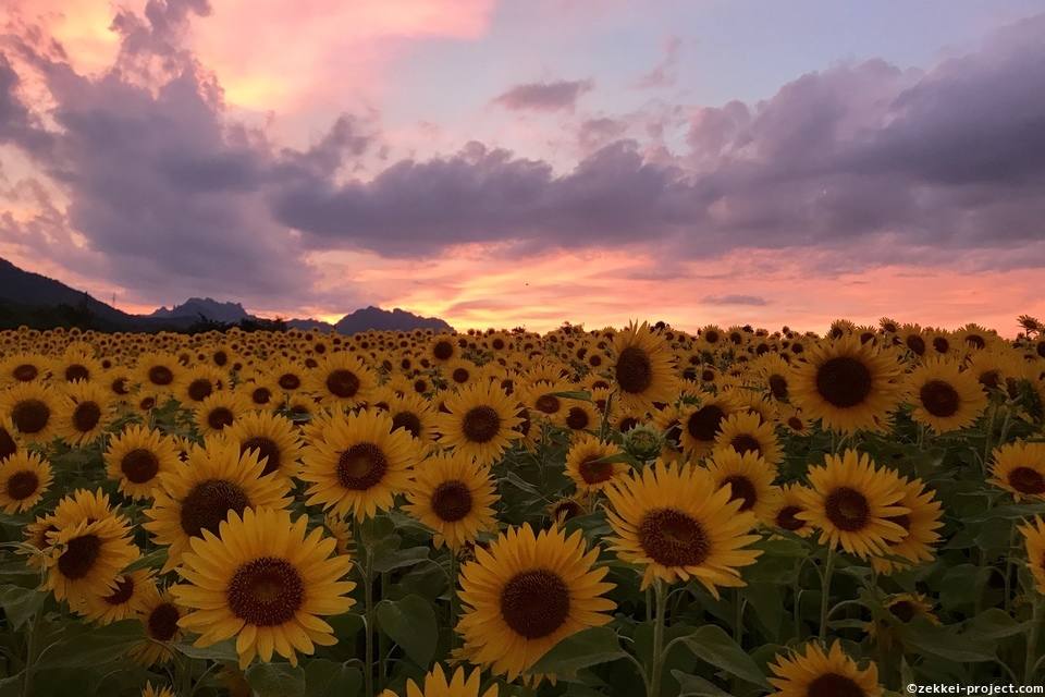丹生湖ひまわり畑 の絶景情報と写真 死ぬまでに行きたい 世界の絶景