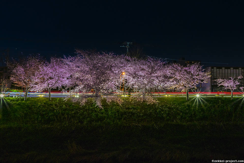 新川 さくら並木 夜桜とライトトレイル 死ぬまでに行きたい 世界の絶景