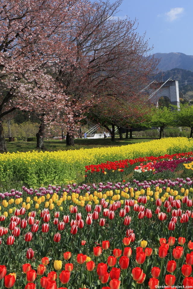戸川公園 チューリップ畑 死ぬまでに行きたい 世界の絶景