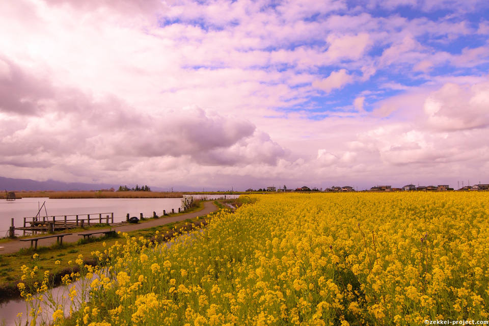 福島潟の菜の花 新潟 死ぬまでに行きたい 世界の絶景