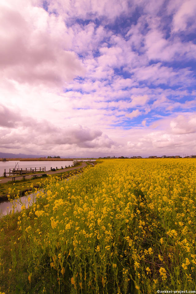 福島潟の菜の花 新潟 The Breathtaking Sights In The World I Want To See Before I Die