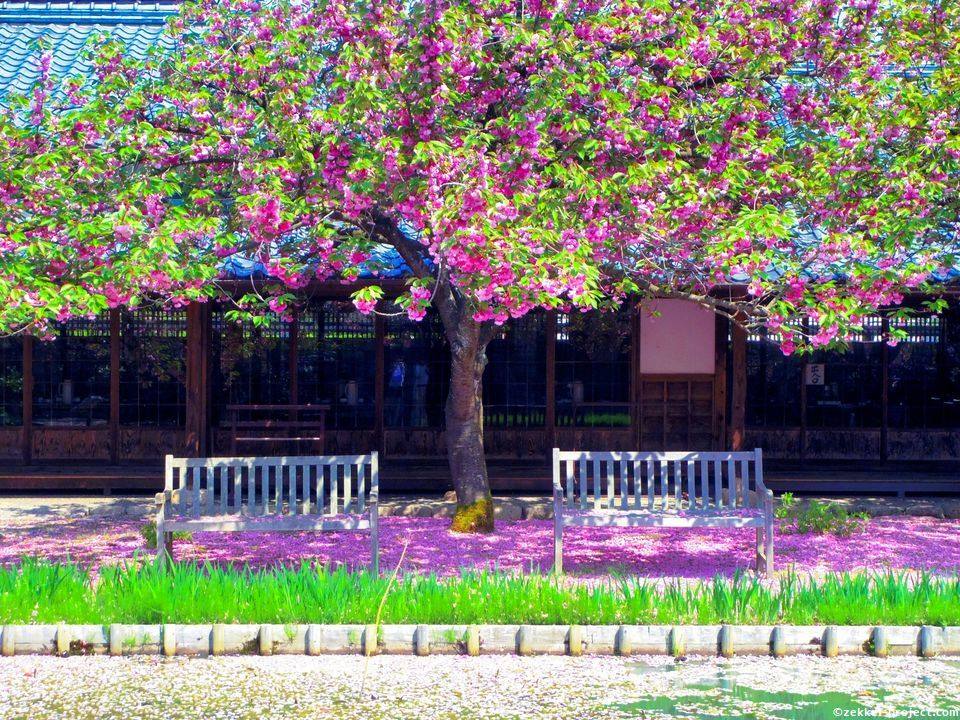 北方文化博物館 八重桜の花絨毯 新潟県 死ぬまでに行きたい 世界の絶景