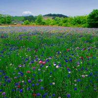 ヤグルマギクの花畑 宮城県 死ぬまでに行きたい 世界の絶景