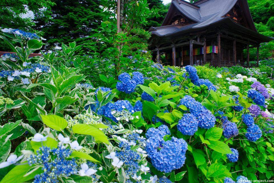 堂森善光寺 戦国武将前田慶次の供養塔がある紫陽花寺 山形県 The Breathtaking Sights In The World I Want To See Before I Die 堂森善光寺 戦国武将前田慶次の供養塔がある紫陽花寺 山形県 The Breathtaking Sights In The World I Want To See Before I Die