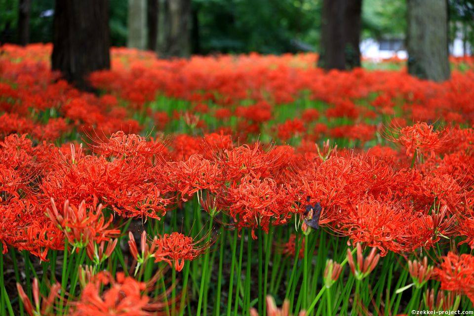 弘経寺の曼珠沙華 死ぬまでに行きたい 世界の絶景