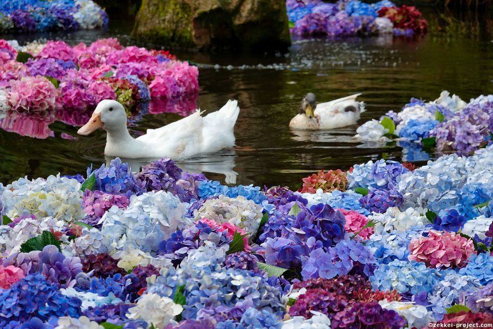 初参戦 雨引観音 水中花 茨城県 死ぬまでに行きたい 世界の絶景