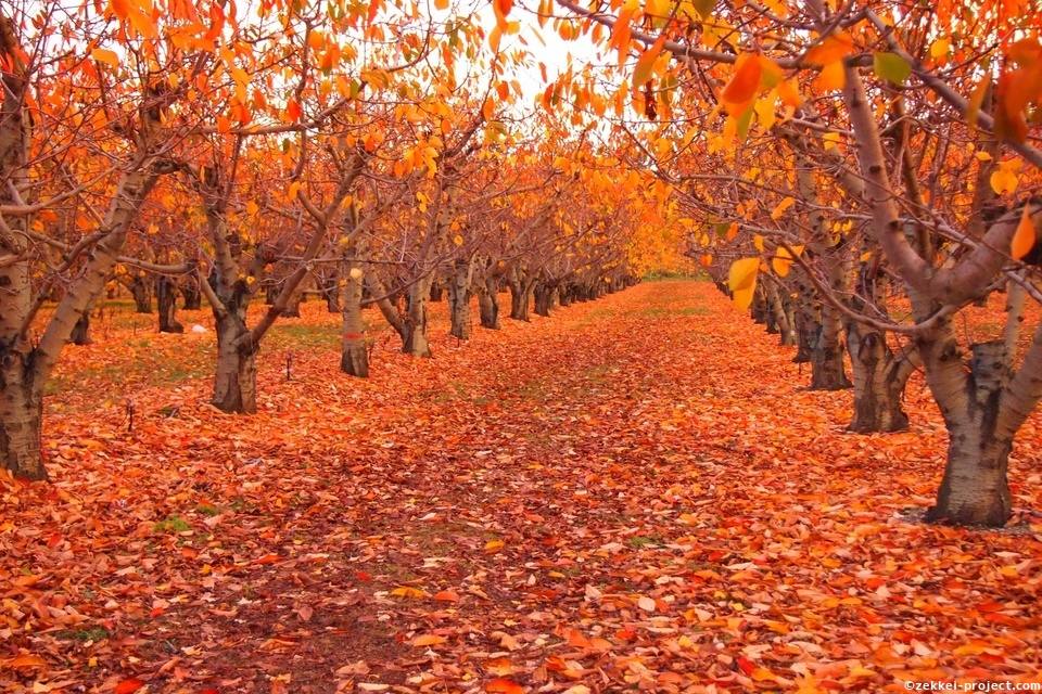 どこまでも続く紅葉の道 死ぬまでに行きたい 世界の絶景