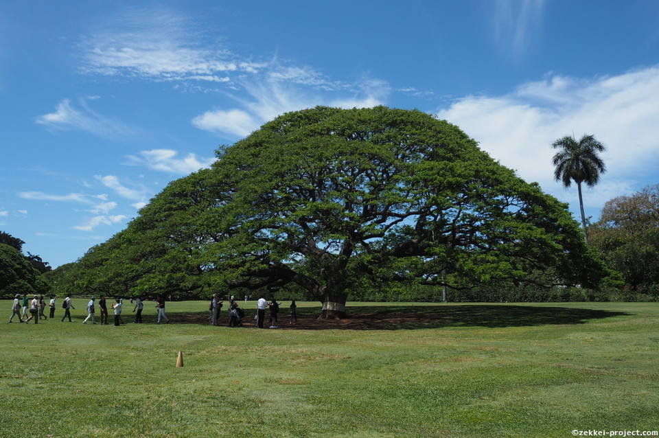 この木なんの木気になる木 死ぬまでに行きたい 世界の絶景