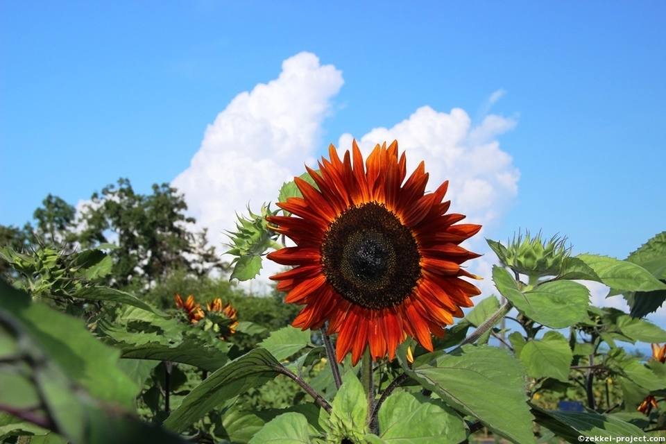 日本一のひまわり畑 北竜町150万本 山3つ 死ぬまでに行きたい 世界の絶景