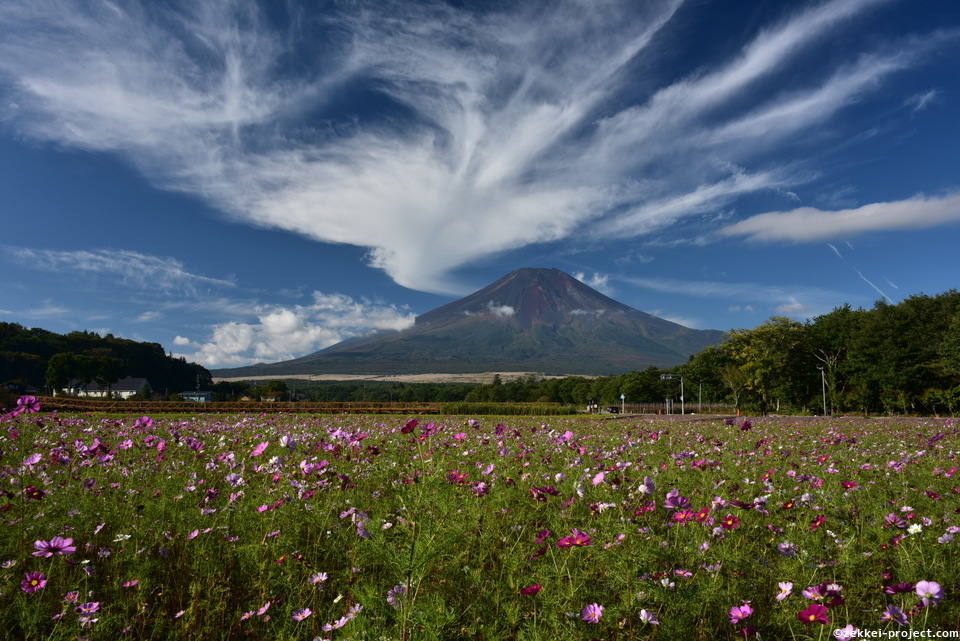コスモス 死ぬまでに行きたい 世界の絶景