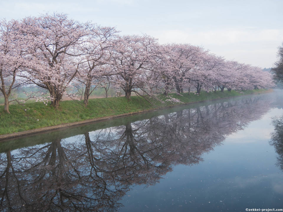 福岡堰の桜 死ぬまでに行きたい 世界の絶景