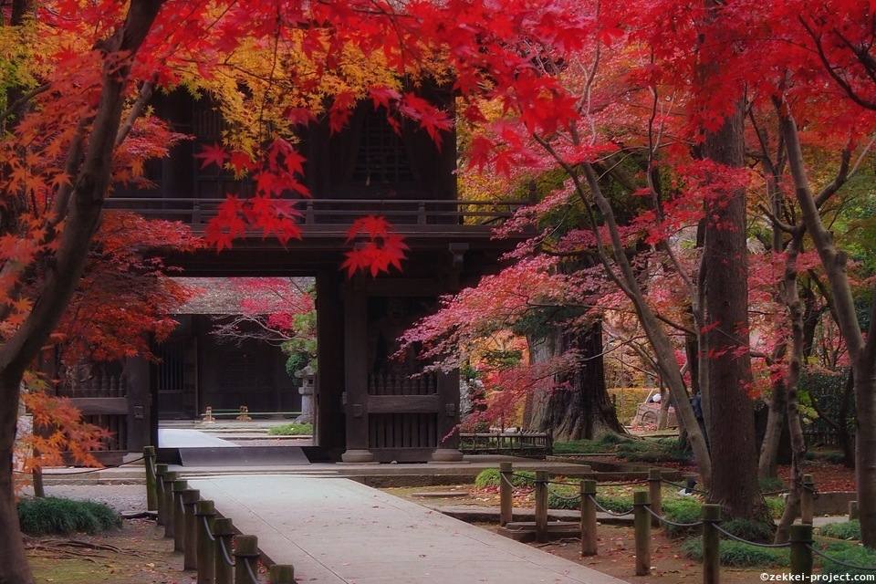 平林寺 雅な紅葉を訪ねて 死ぬまでに行きたい 世界の絶景
