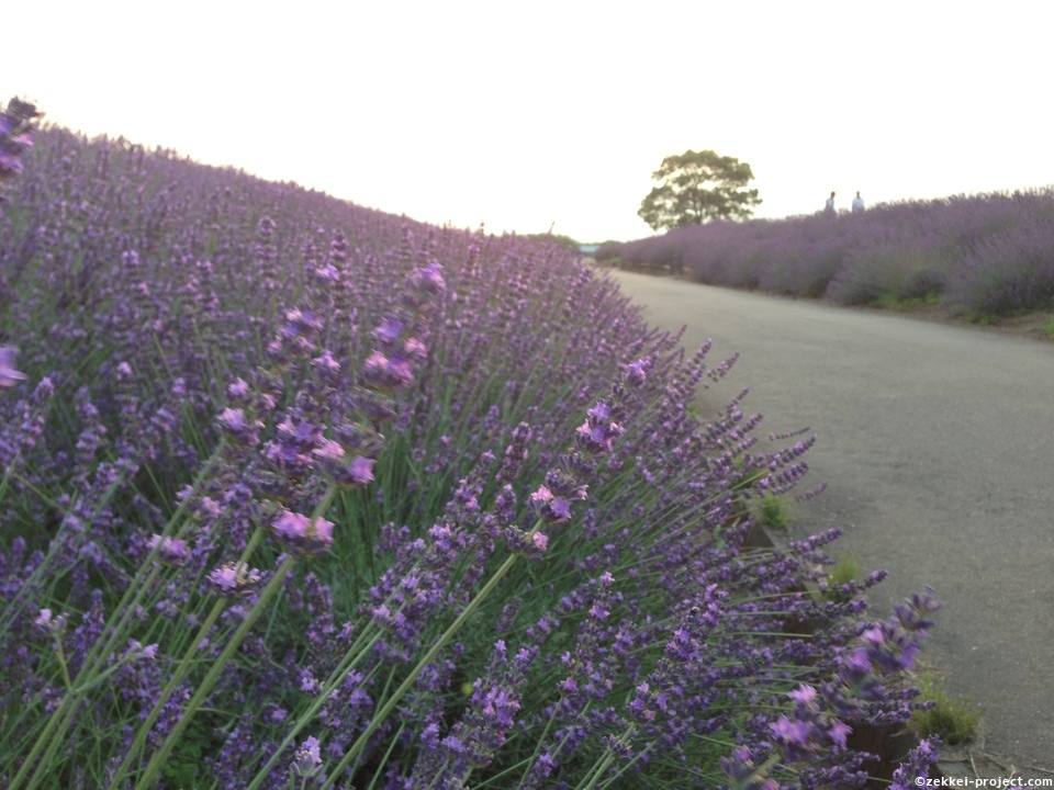 久喜市菖蒲町 ラベンダー畑 死ぬまでに行きたい 世界の絶景