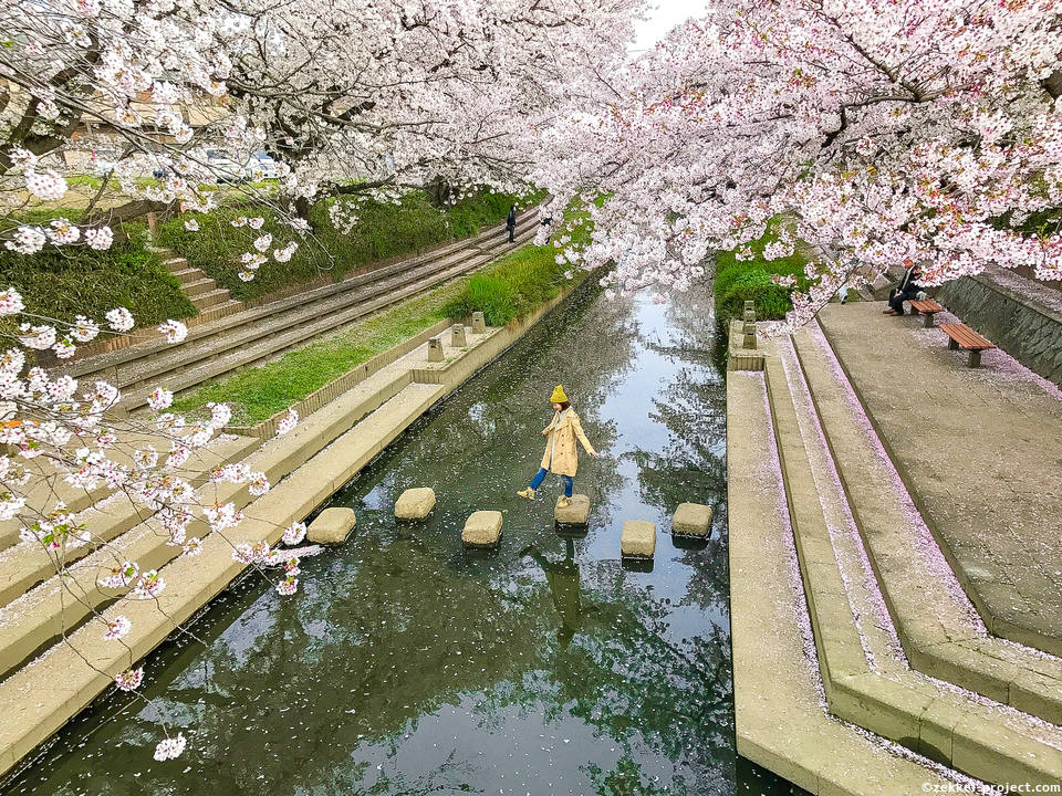 桜の下で飛び石を渡ろう 元荒川の桜並木 死ぬまでに行きたい 世界の絶景