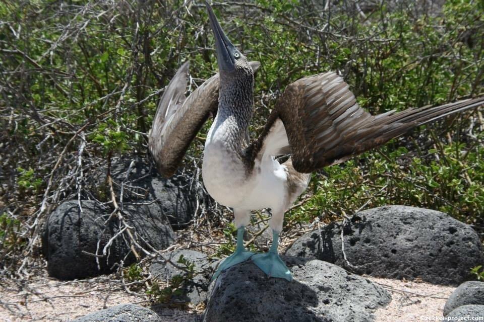 ガラパゴス アオアシカツオドリ 死ぬまでに行きたい 世界の絶景